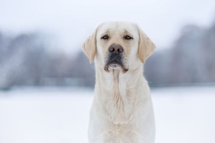 Labrador Deckrüde - kein Verkauf!
