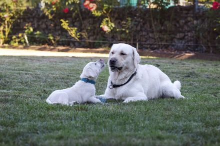 Labrador Deckrüde - kein Verkauf!