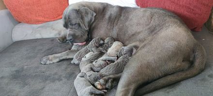 Cane Corso Italiano Welpen