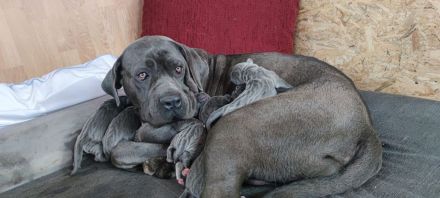 Cane Corso Italiano Welpen