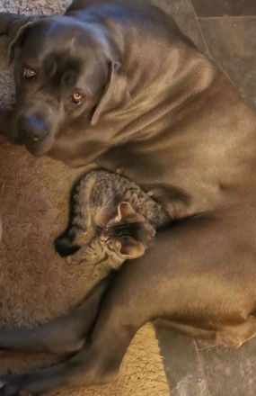 Cane Corso Italiano Welpen