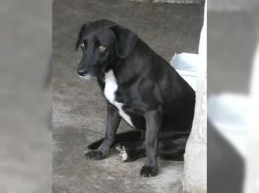 Daffy sucht sein Zuhause