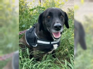 Daffy sucht sein Zuhause