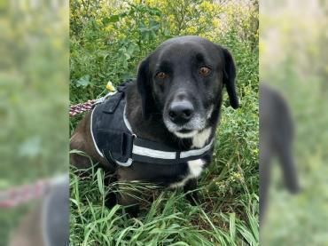 Daffy sucht sein Zuhause