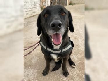 Daffy sucht sein Zuhause