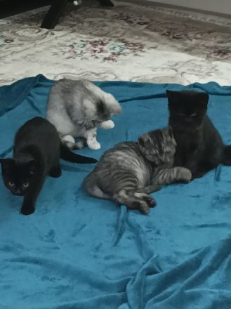 Bkh/Ekh mix Kitten suchen ihre zukünftige Familien