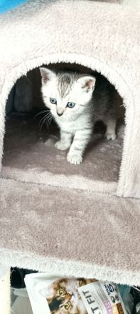 Bkh/Ekh mix Kitten suchen ihre zukünftige Familien