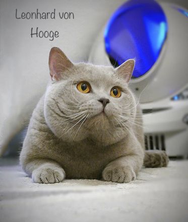 BKH Kitten mit Stammbaum