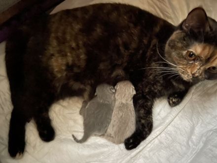 BKH Kitten mit Stammbaum