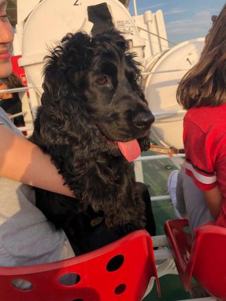 Englische Cockerspaniel Welpen