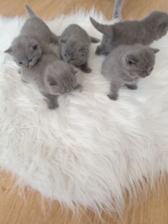 Bkh Reinrassige Kitten