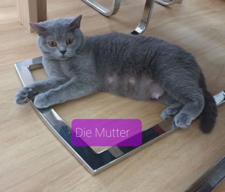 Bkh Reinrassige Kitten