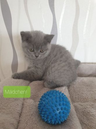 Bkh Reinrassige Kitten