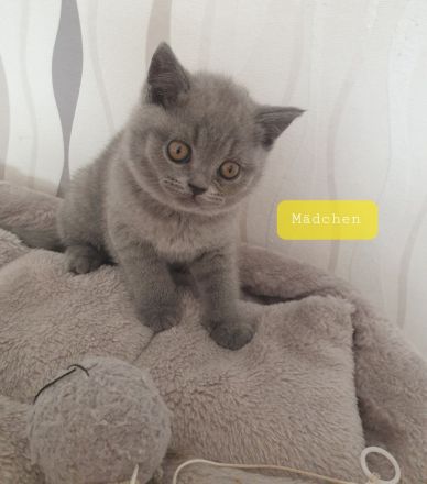 Bkh Reinrassige Kitten