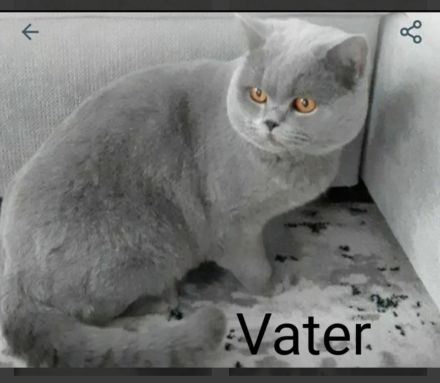 Bkh Reinrassige Kitten