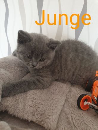 Bkh Reinrassige Kitten