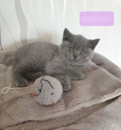 Bkh Reinrassige Kitten
