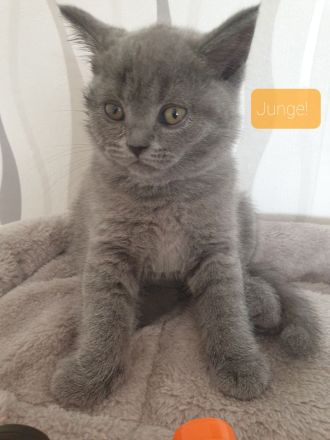Bkh Reinrassige Kitten