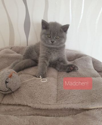 Bkh Reinrassige Kitten