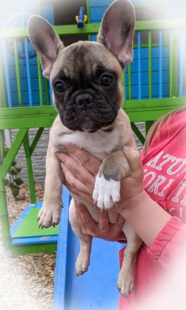 Französische Bulldogge Welpe Hündin