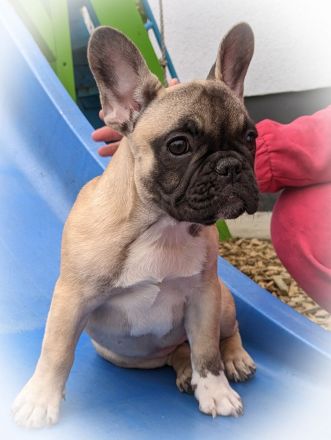 Französische Bulldogge Welpe Hündin