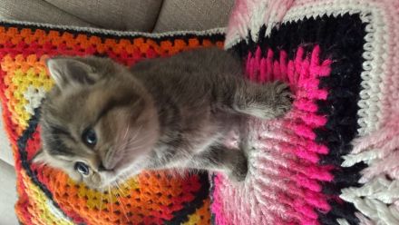 BKH Kuschel Bärchen in verschiedenen Farben