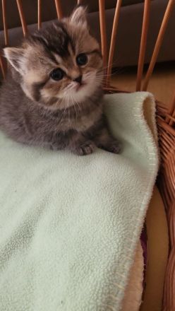 BKH Kuschel Bärchen in verschiedenen Farben