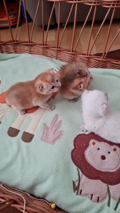 BKH Kuschel Bärchen in verschiedenen Farben