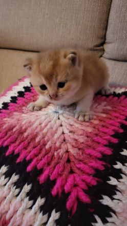 BKH Kuschel Bärchen in verschiedenen Farben