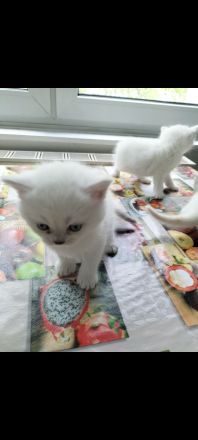 BKH Kitten weiß (nur noch eins frei)