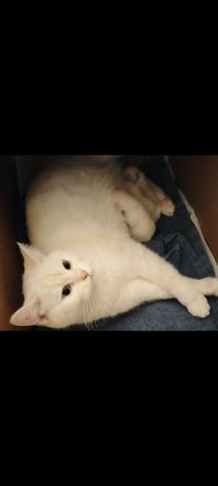 BKH Kitten weiß (nur noch eins frei)