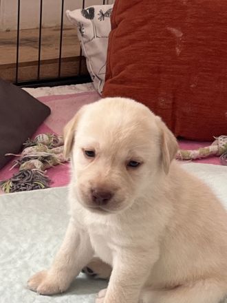 Reinrassige Labrador Welpen mit Ahnentafel