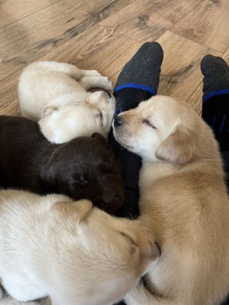 Reinrassige Labrador Welpen mit Ahnentafel