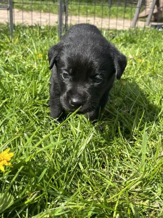Reinrassige Labrador Welpen mit Ahnentafel