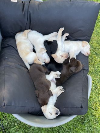 Reinrassige Labrador Welpen mit Ahnentafel