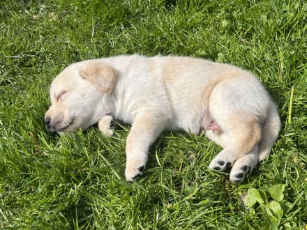 Reinrassige Labrador Welpen mit Ahnentafel