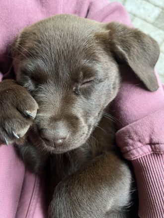 Reinrassige Labrador Welpen mit Ahnentafel