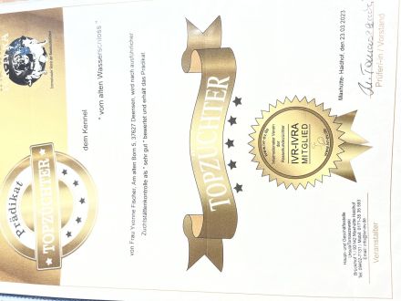 Reinrassige Labrador Welpen mit Ahnentafel