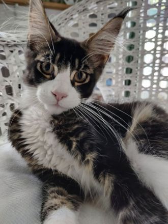 Maine Coon Kitten Kater Bicolor Black