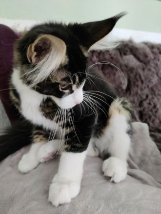 Maine Coon Kitten Kater Bicolor Black