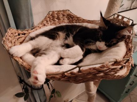 Maine Coon Kitten Kater Bicolor Black