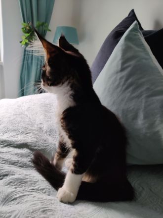 Maine Coon Kitten Kater Bicolor Black