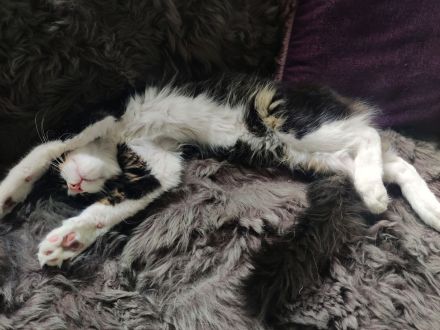 Maine Coon Kitten Kater Bicolor Black