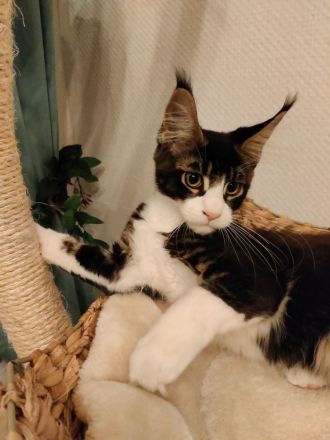 Maine Coon Kitten Kater Bicolor Black