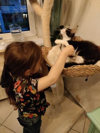 Maine Coon Kitten Kater Bicolor Black