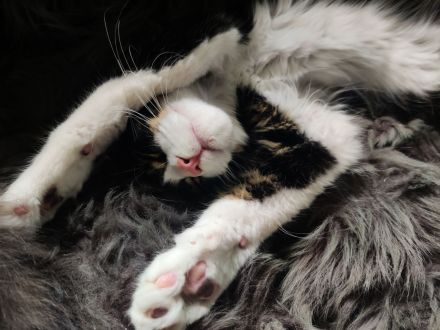 Maine Coon Kitten Kater Bicolor Black