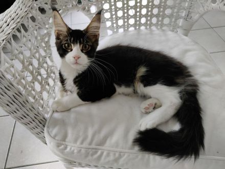Maine Coon Kitten Kater Bicolor Black
