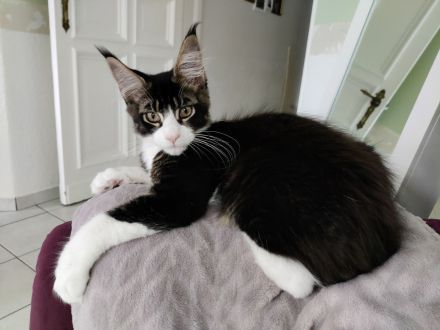 Maine Coon Kitten Kater Bicolor Black