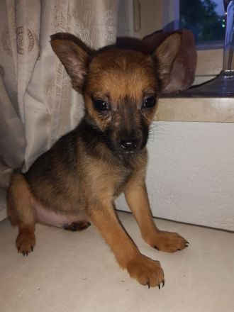 Süßer Mini Chihuahua Mix sucht Kuschelplatz