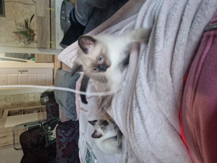 Siam kitten